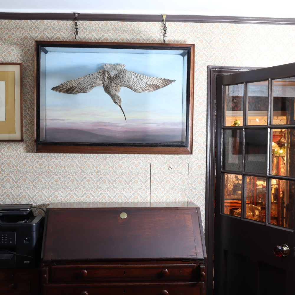 A Victorian cased taxidermy display depicting a curlew mounted in flight against a painted sky backdrop inside a glazed wooden frame. View VII