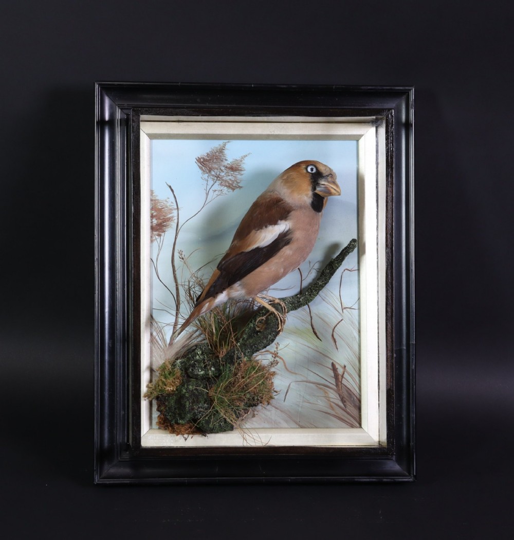 A Victorian taxidermy hawfinch perching on a mossy branch inside a glass-fronted ebonised picture frame case with a painted blue sky backdrop.