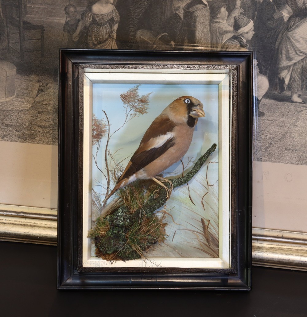 A Victorian taxidermy hawfinch perching on a mossy branch inside a glass-fronted ebonised picture frame case with a painted blue sky backdrop. View IV