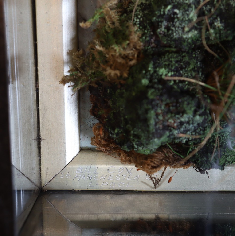 A Victorian taxidermy hawfinch perching on a mossy branch inside a glass-fronted ebonised picture frame case with a painted blue sky backdrop. View V