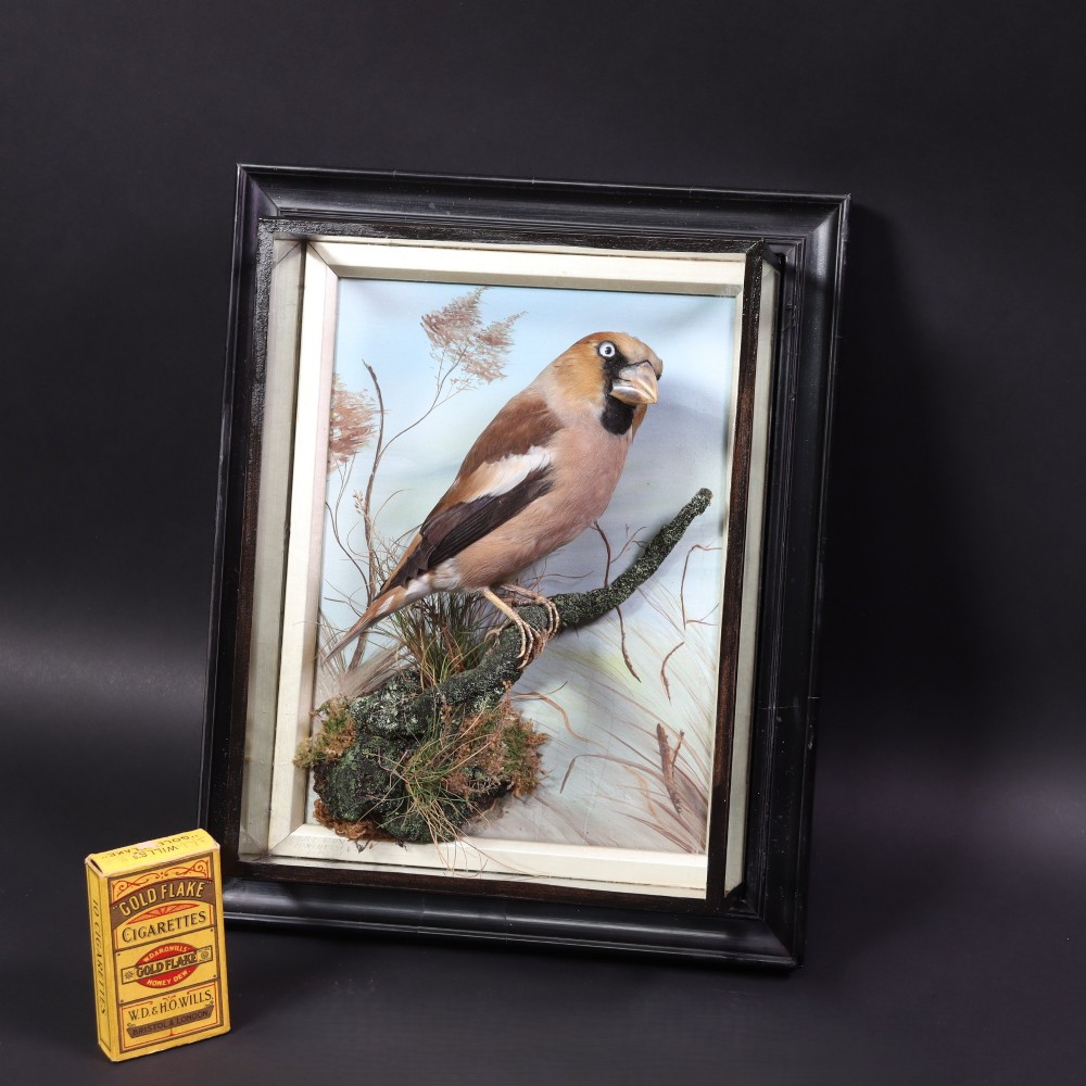 A Victorian taxidermy hawfinch perching on a mossy branch inside a glass-fronted ebonised picture frame case with a painted blue sky backdrop. View VII