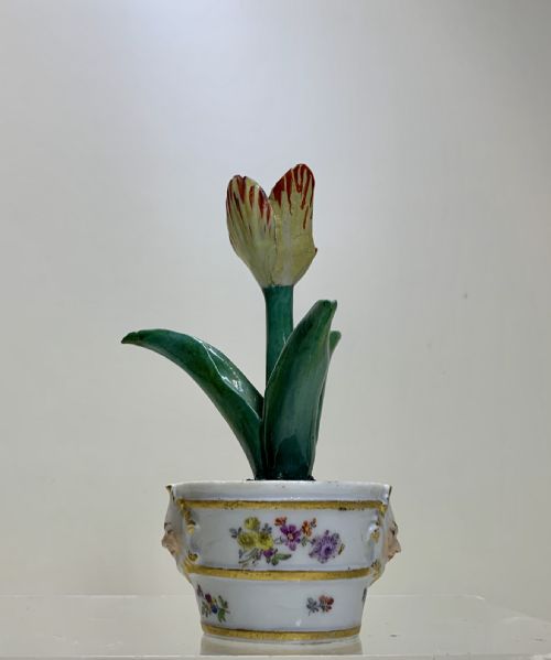 RARE MEISSEN MARCOLINI TULIP IN A TUB CIRCA 1780 PORCELAIN - ADDITIONAL PHOTO 1