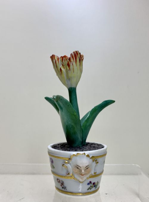 RARE MEISSEN MARCOLINI TULIP IN A TUB CIRCA 1780 PORCELAIN - ADDITIONAL PHOTO 3