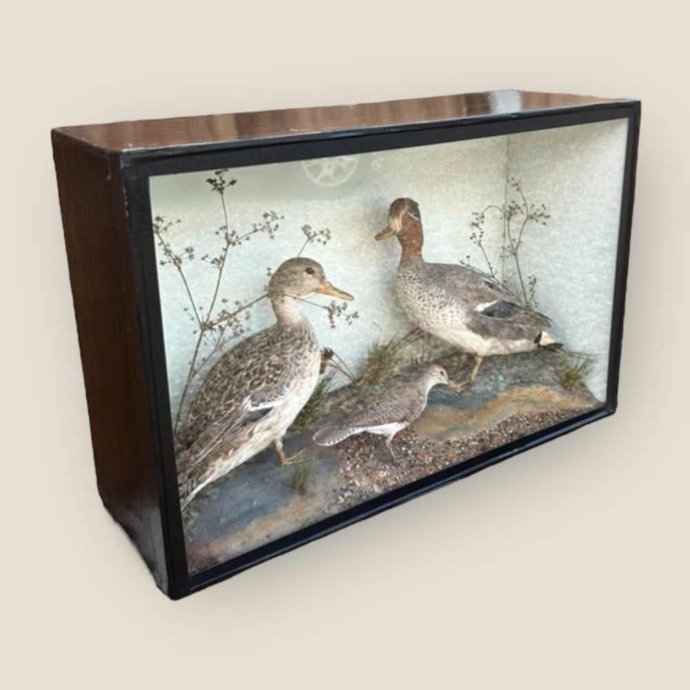 Taxidermy Case of Eurasian Teal Ducks & Small Common Sand Piper