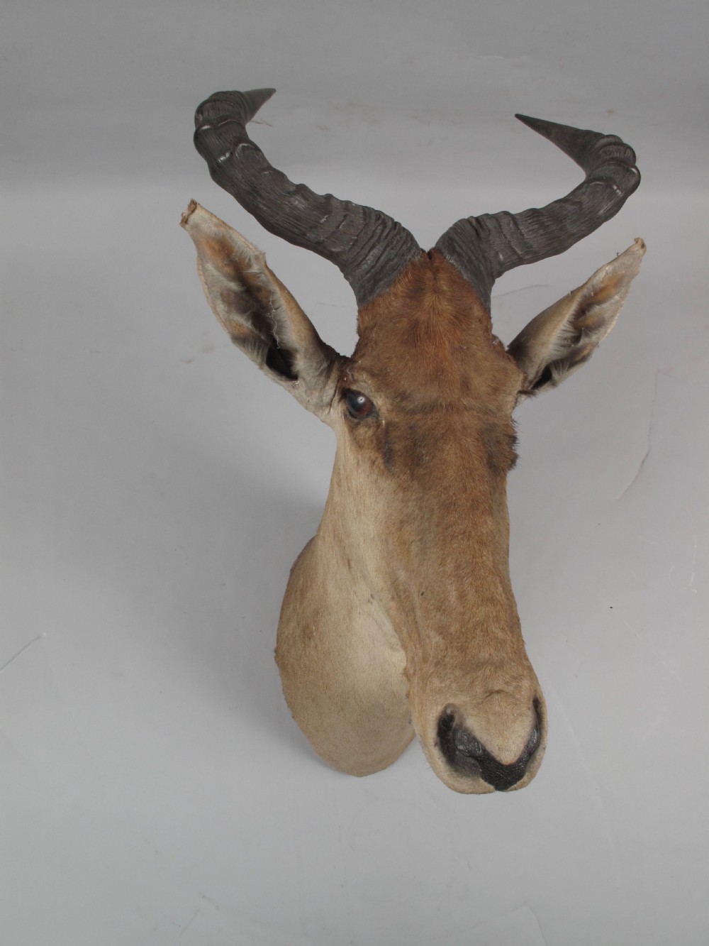 An antique Edwardian taxidermy head mount of a Cokes hartebeest featuring ridged S-shaped horns, tan fur, and brown glass eyes.