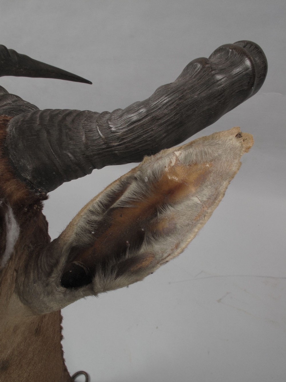 An antique Edwardian taxidermy head mount of a Cokes hartebeest featuring ridged S-shaped horns, tan fur, and brown glass eyes. View II