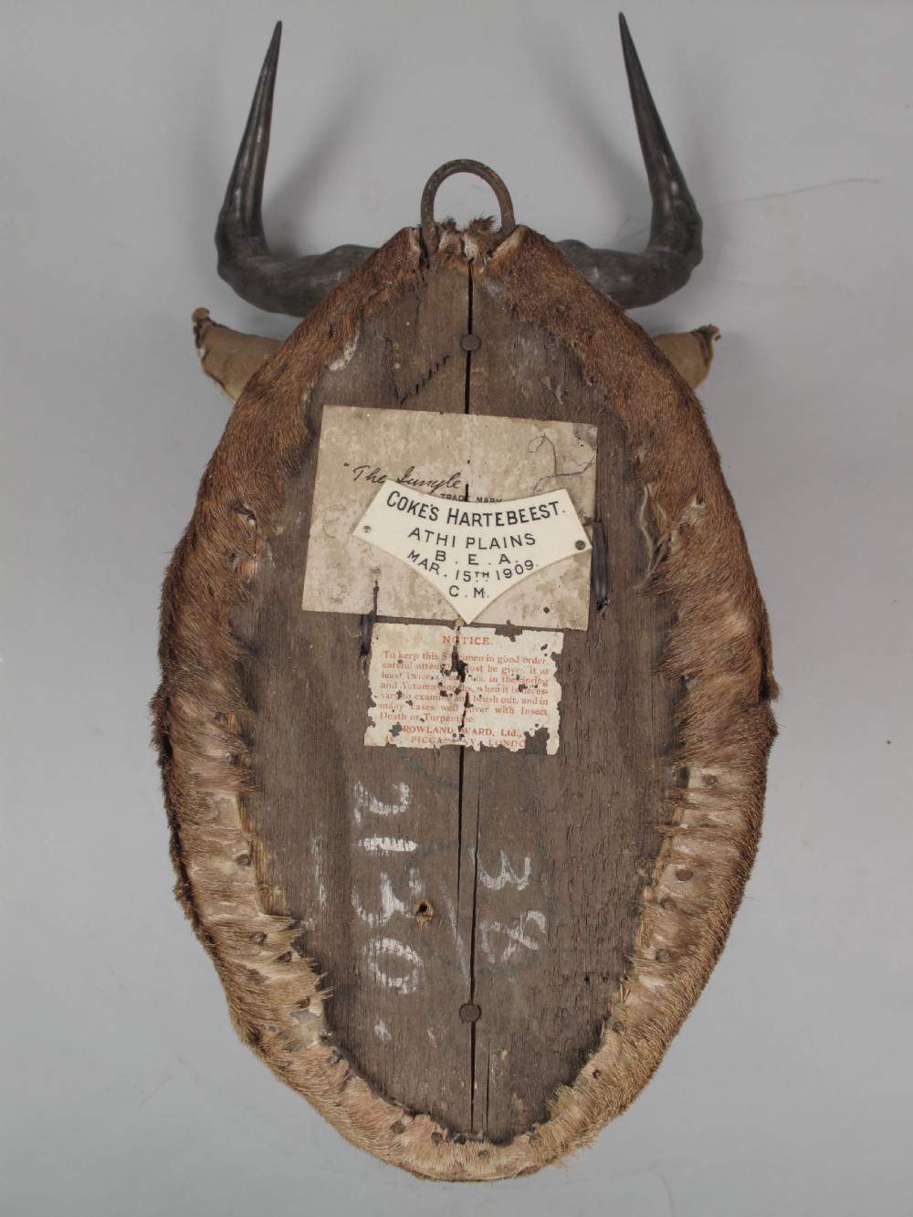 An antique Edwardian taxidermy head mount of a Cokes hartebeest featuring ridged S-shaped horns, tan fur, and brown glass eyes. View III