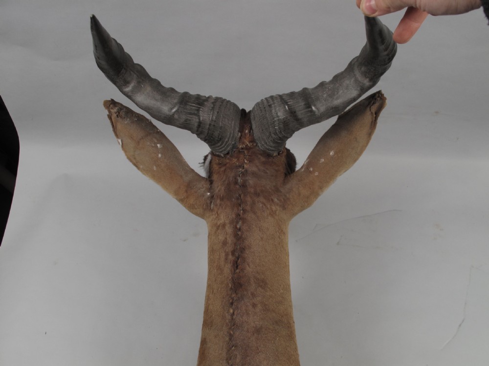 An antique Edwardian taxidermy head mount of a Cokes hartebeest featuring ridged S-shaped horns, tan fur, and brown glass eyes. View IV