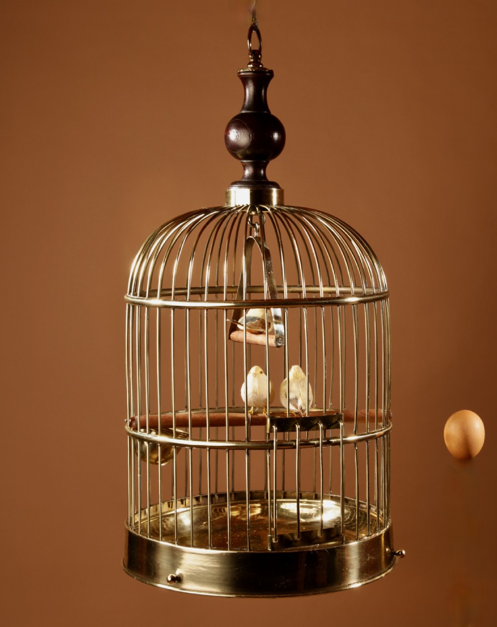 A polished round brass bird cage featuring a domed top, a dark turned wooden finial, and an interior perch with artificial birds.