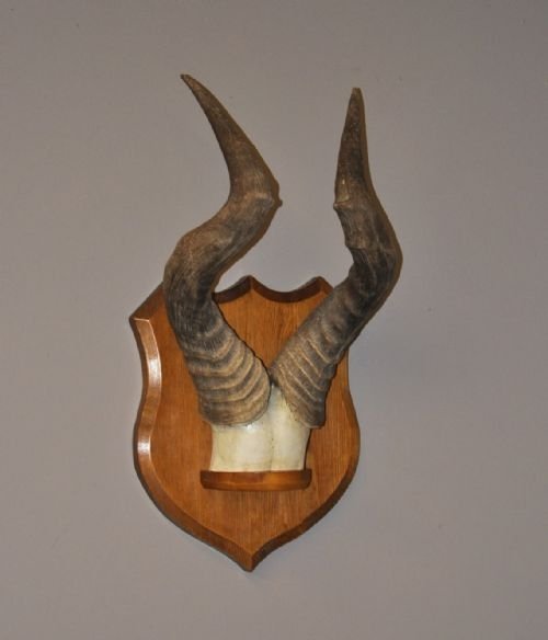 Mounted Horns