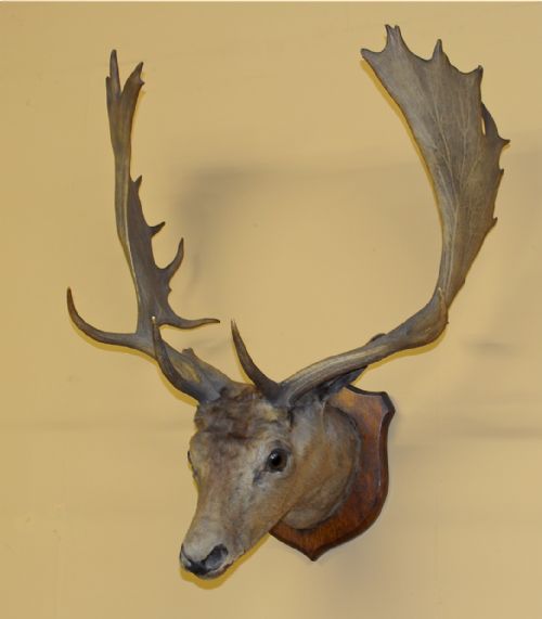 Hunting Trophy