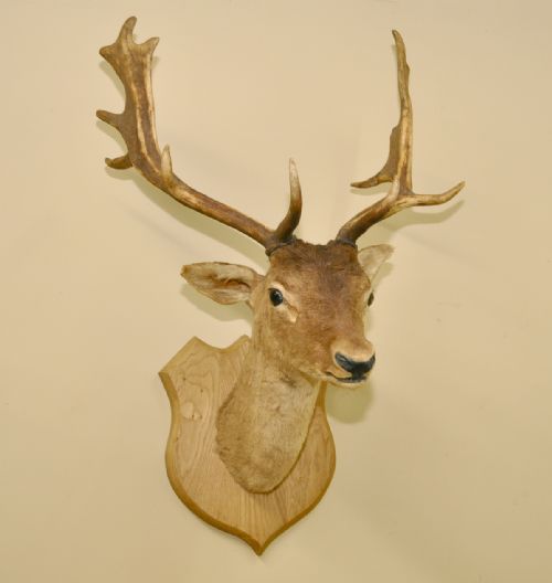 Hunting Trophy