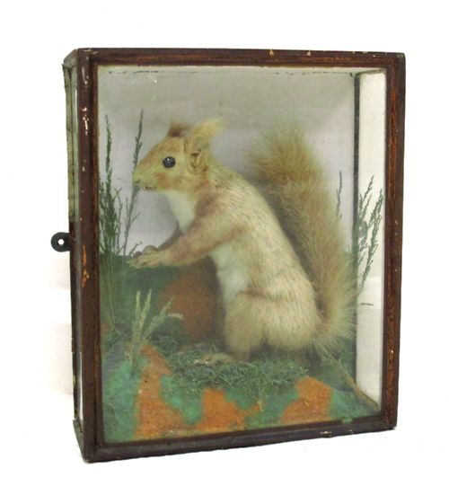 Victorian Stuffed Squirrel