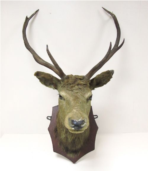 Stag's Head