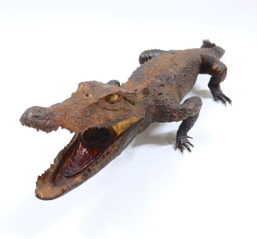 Old Croc