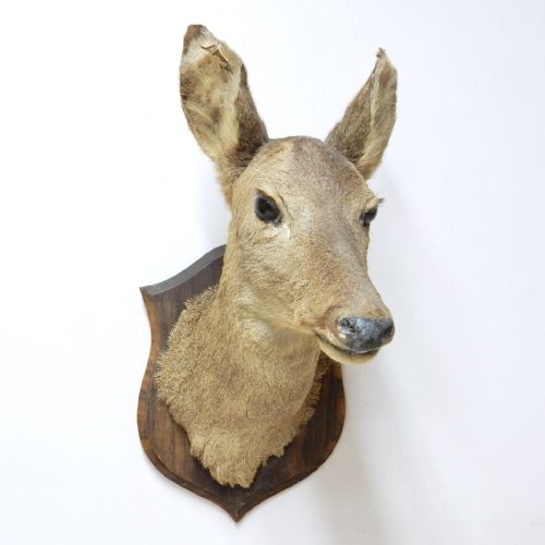 Hunting Trophy