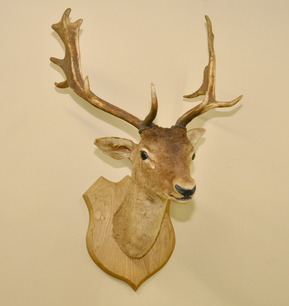 Hunting Trophy