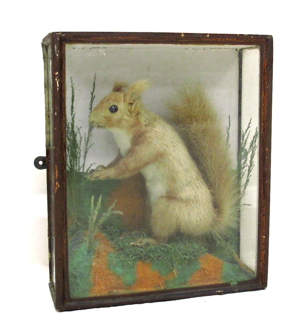 Victorian Stuffed Squirrel