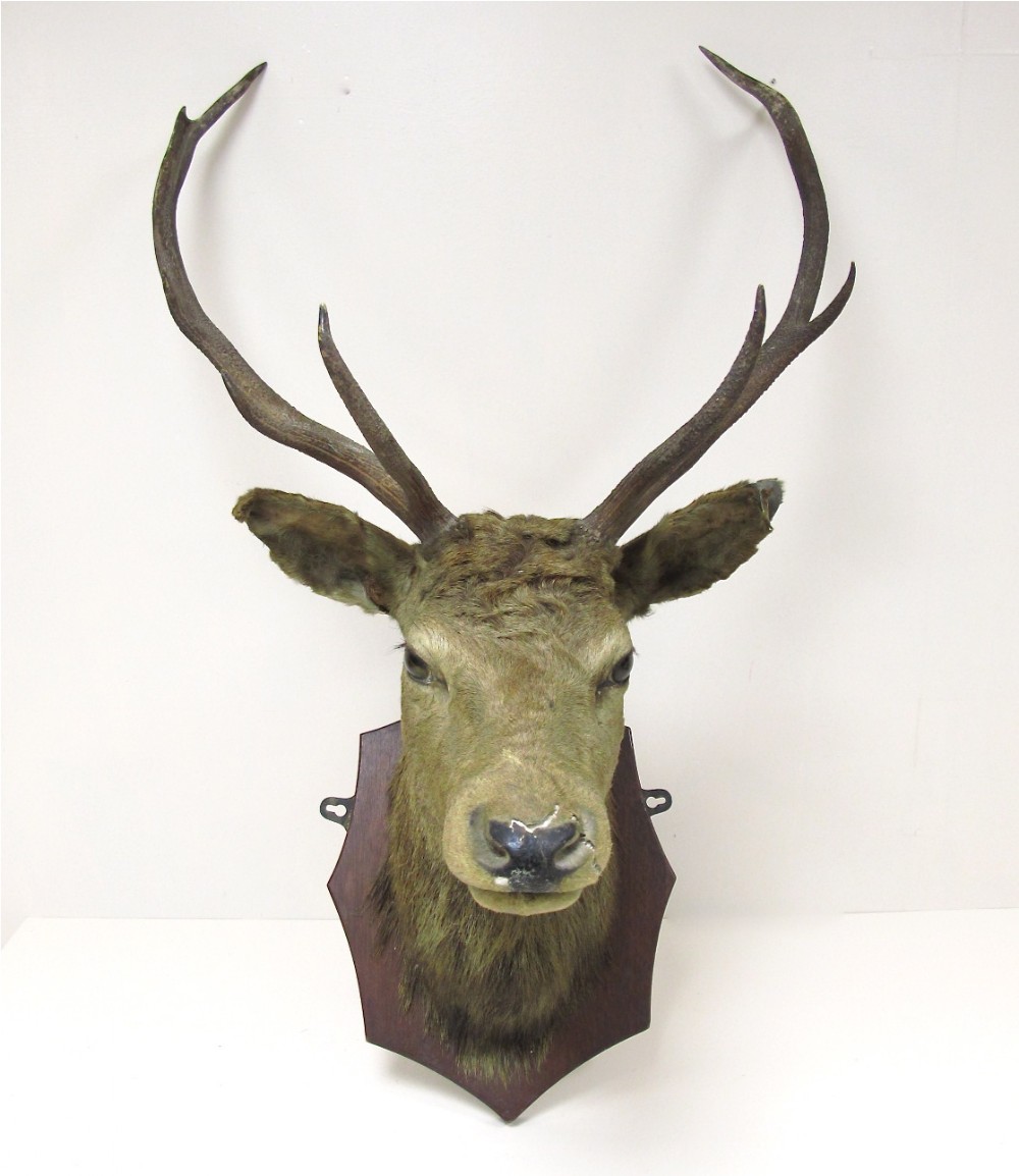 Stag's Head