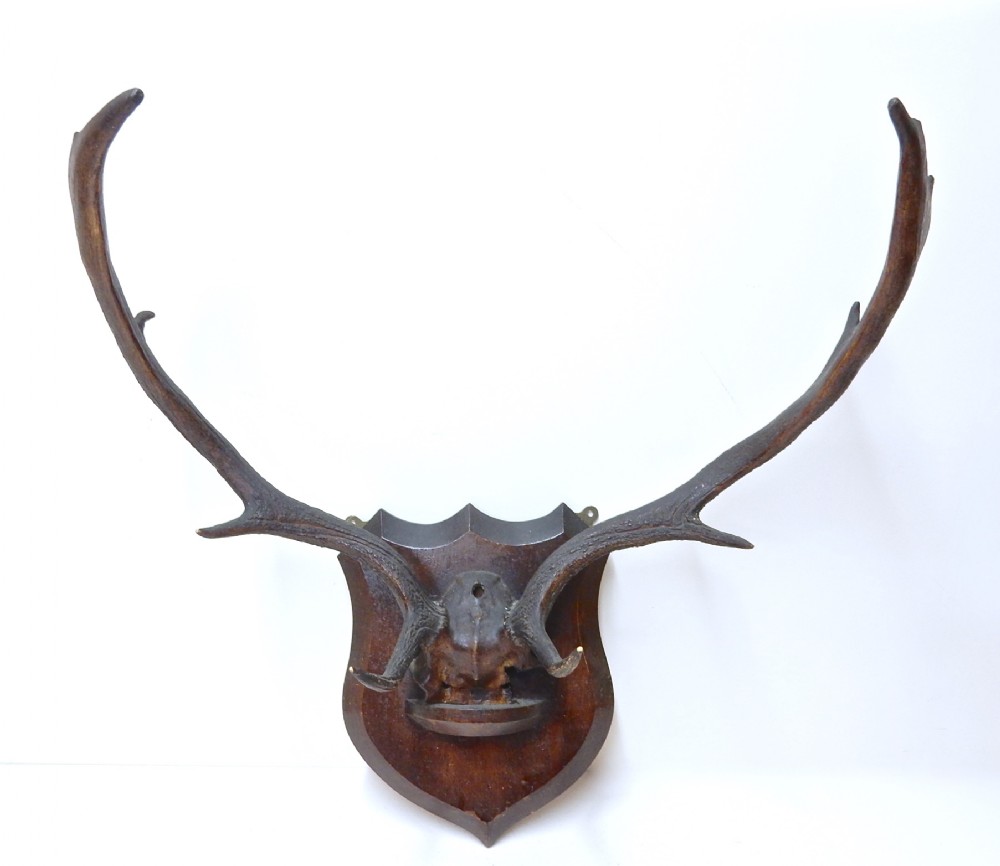 Mounted Antlers