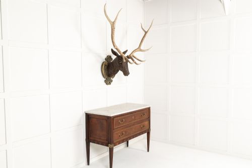 LARGE SCALE 19TH CENTURY CARVED WOOD STAGS HEAD - ADDITIONAL PHOTO 3