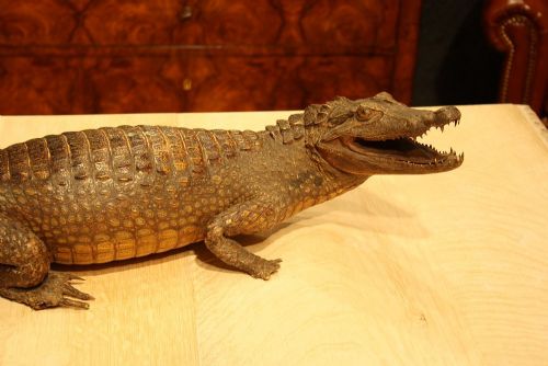 Antique Taxidermy Victorian Caiman Crocodile