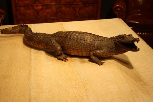 fig 1. Antique Taxidermy Victorian Caiman Crocodile
