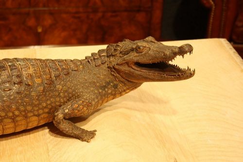 fig 2. Antique Taxidermy Victorian Caiman Crocodile