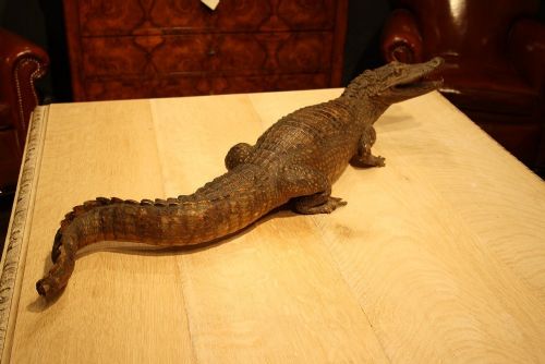 fig 3. Antique Taxidermy Victorian Caiman Crocodile
