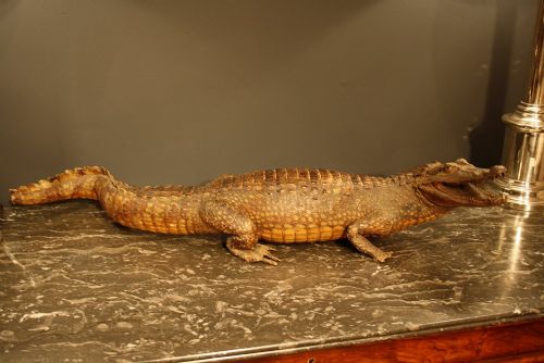 fig 4. Antique Taxidermy Victorian Caiman Crocodile