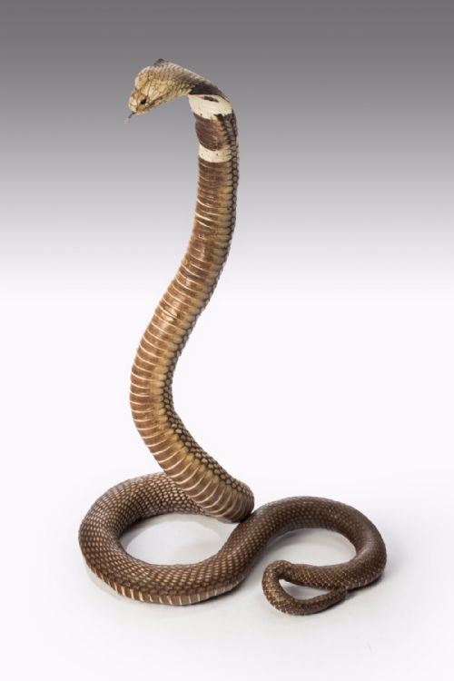 An Antique Taxidermy Monocled Cobra