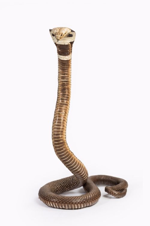 fig 1. An Antique Taxidermy Monocled Cobra