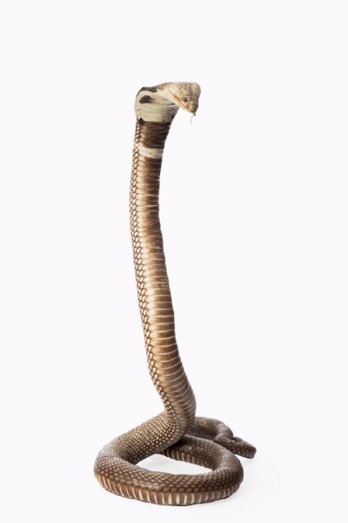 fig 2. An Antique Taxidermy Monocled Cobra