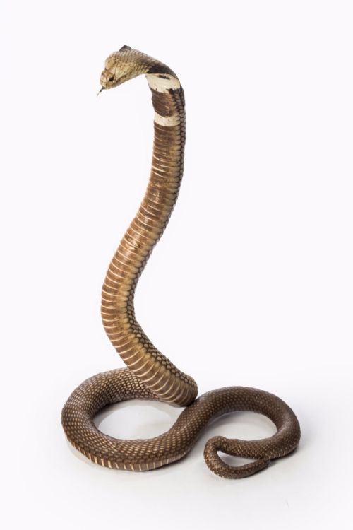fig 3. An Antique Taxidermy Monocled Cobra