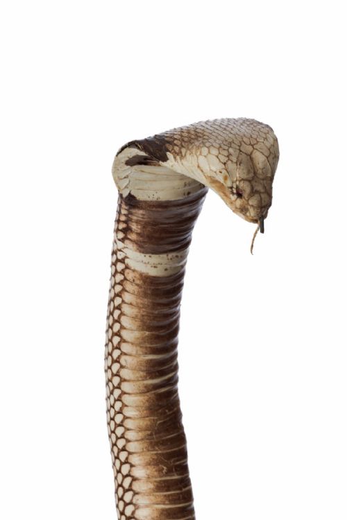 fig 4. An Antique Taxidermy Monocled Cobra