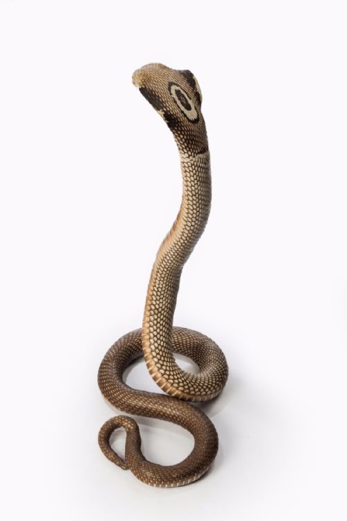 fig 5. An Antique Taxidermy Monocled Cobra
