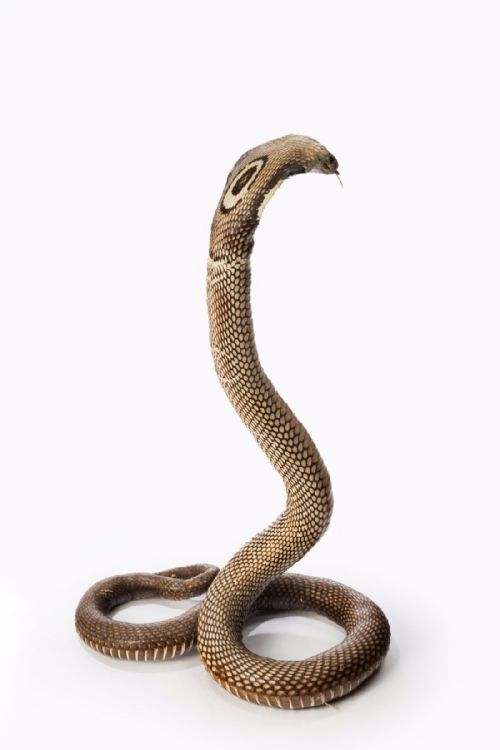 fig 6. An Antique Taxidermy Monocled Cobra