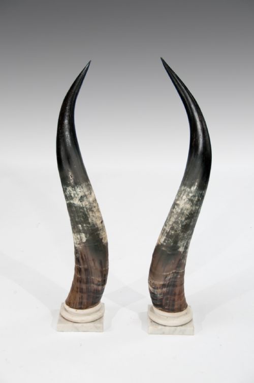 fig 1. A Large Decorative Pair of Antique Marble Mounted Longhorn Steer Horns 