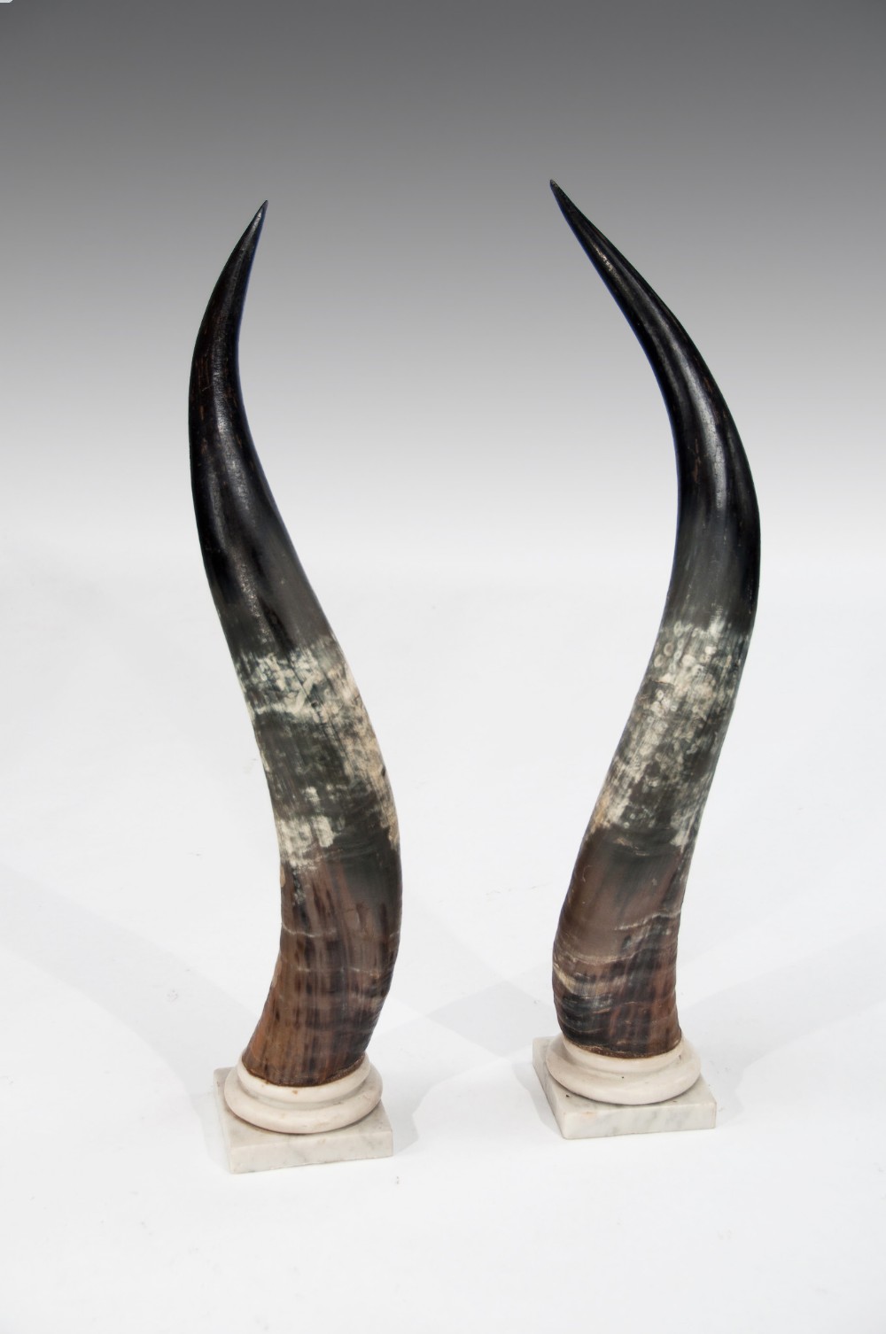 A Large Decorative Pair of Antique Marble Mounted Longhorn Steer Horns 