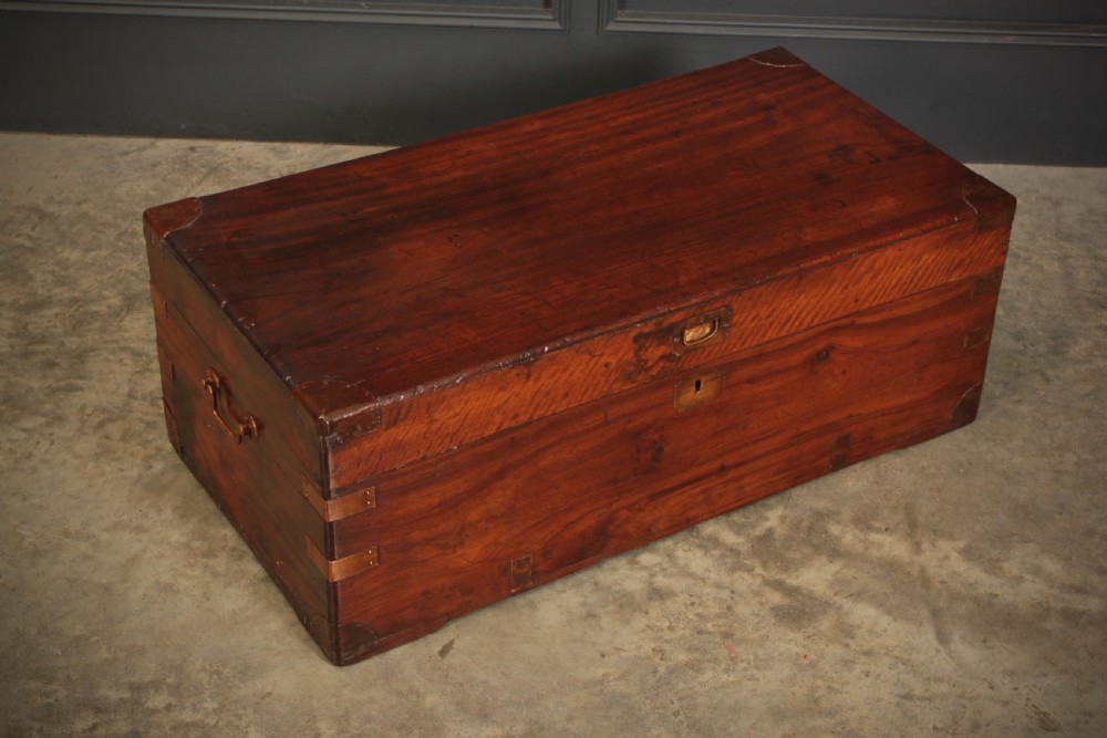 Camphor Wood Trunk View II