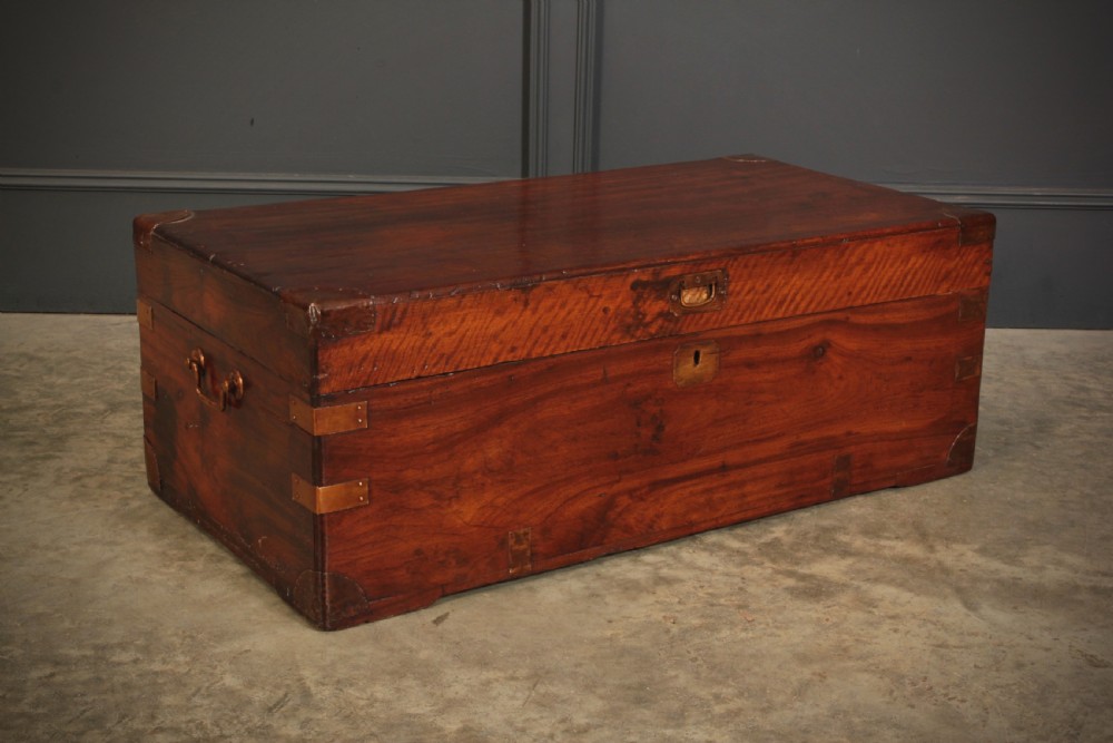 Camphor Wood Trunk