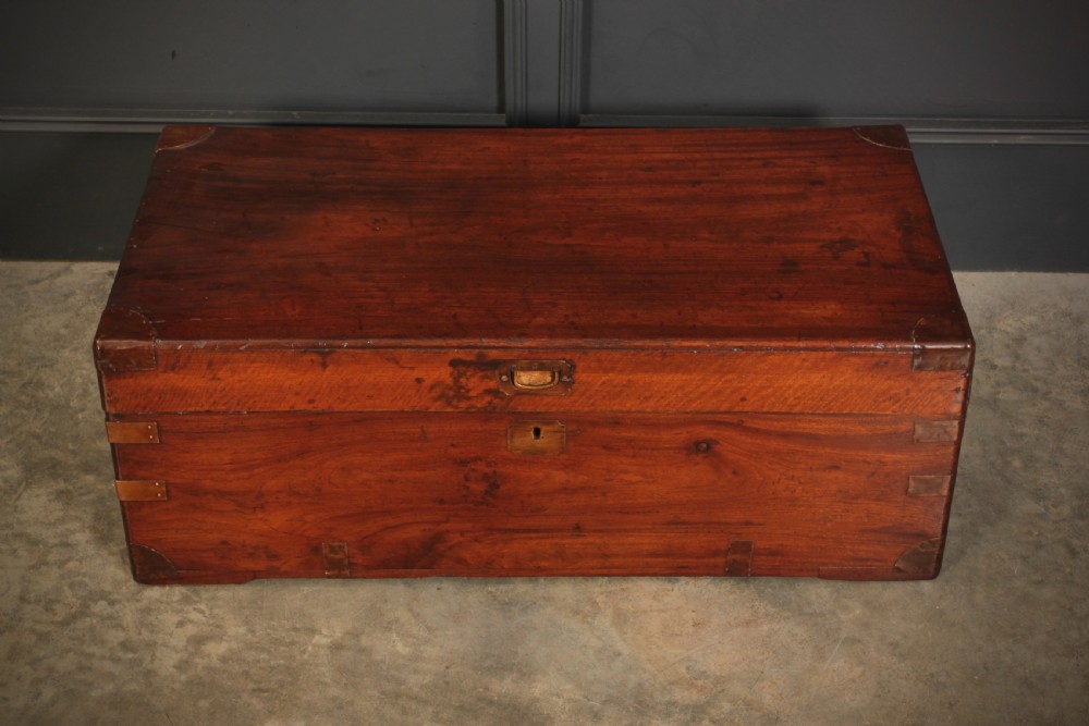 Camphor Wood Trunk View III