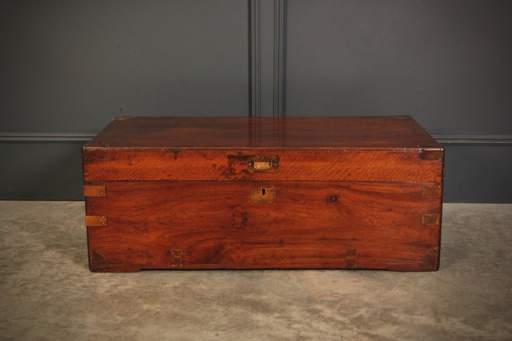 Camphor Wood Trunk View V