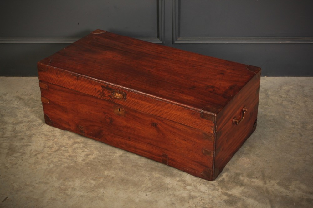 Camphor Wood Trunk View VI