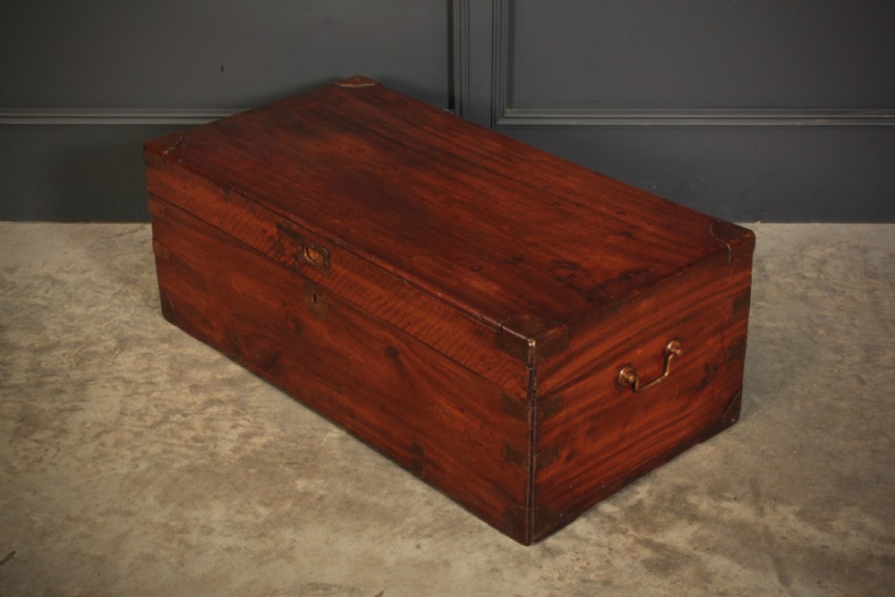 Camphor Wood Trunk View VII