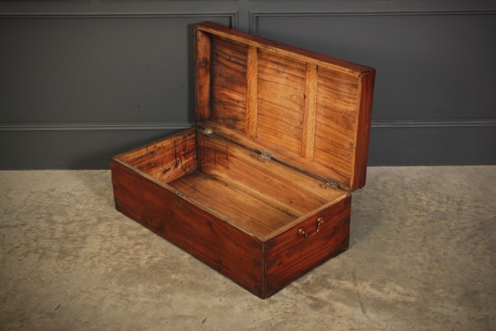 Camphor Wood Trunk View VIII