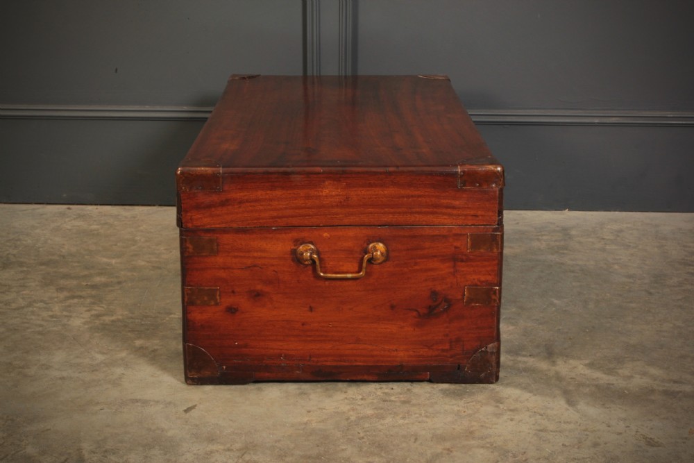 Camphor Wood Trunk View IX