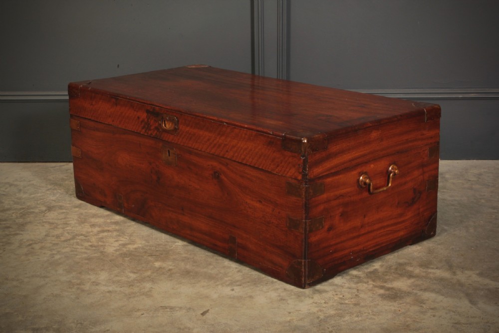 Camphor Wood Trunk View X