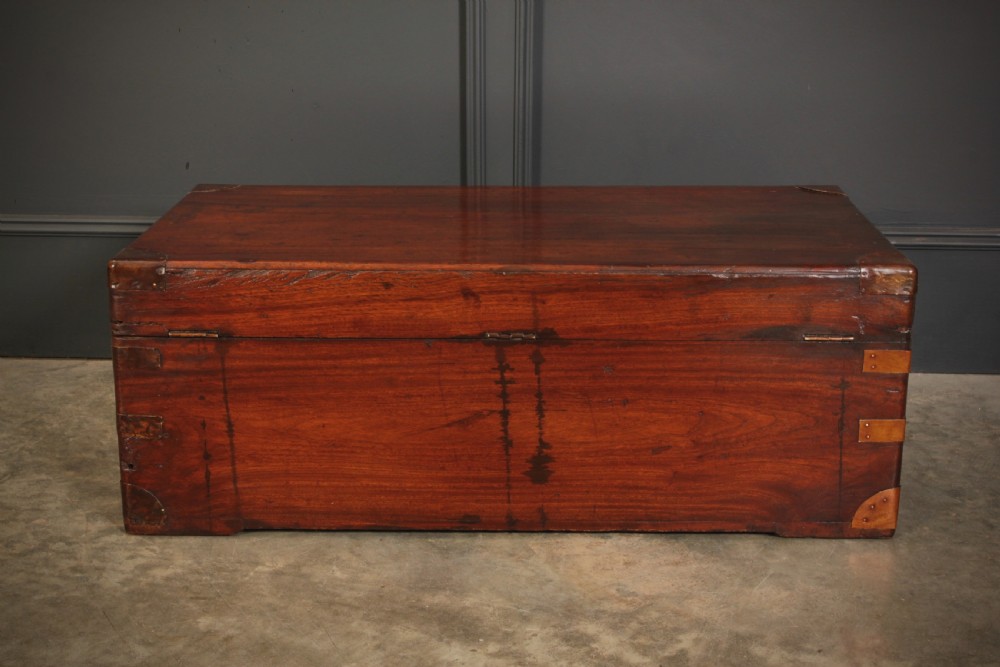 Camphor Wood Trunk View XI