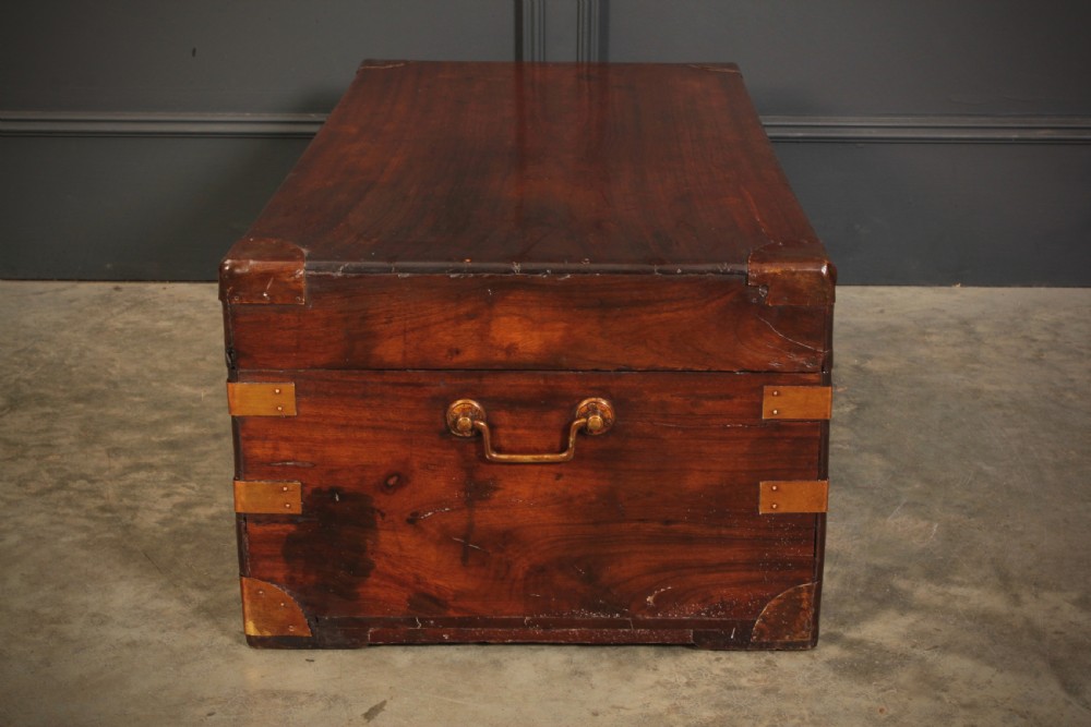 Camphor Wood Trunk View XII